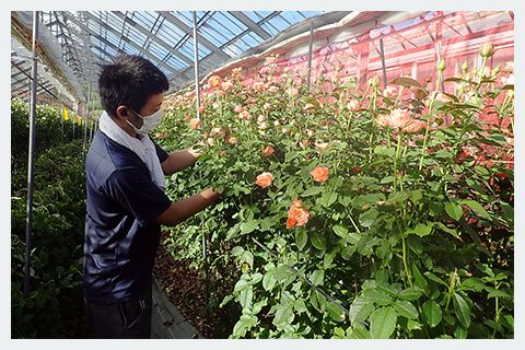 お花の生産者の写真